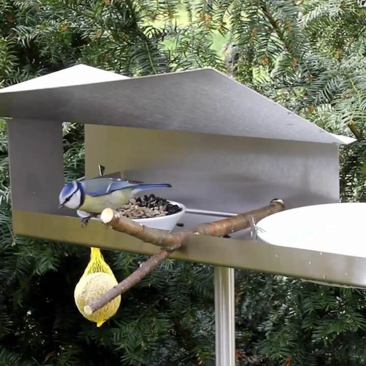 Design Bird Feeder